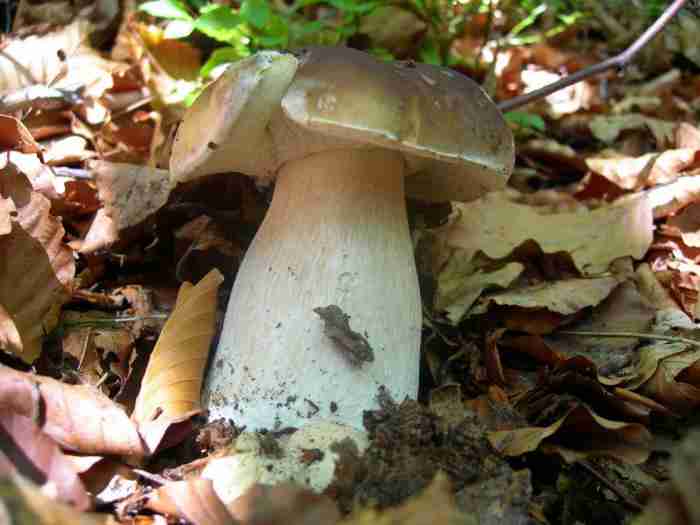  Image name: 255 Porcino.jpg 
 width: 700 pixel 
 height: 525 pixel 
 Size: 25388 bytes 
 Click to enlarge 